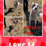 Adoptable (Official) Georgia Dogs for February 24, 2022