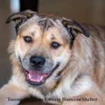 Adoptable (Official) Georgia Dogs for February 1, 2022