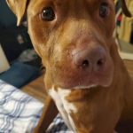 Adoptable (Official) Georgia Dogs for February 9, 2022