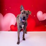Adoptable (Official) Georgia Dogs for February 21, 2022