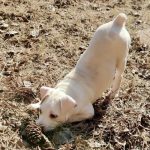 Adoptable (Official) Georgia Dogs for February 2, 2022