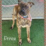 Adoptable (Official) Georgia Dogs for February 8, 2022