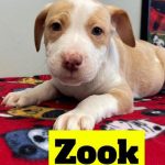 Adoptable (Official ) Georgia Dogs for February 18, 2022