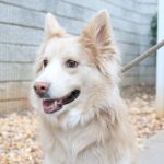 Adoptable (Official) Georgia Dogs for March 14, 2022