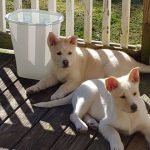 Adoptable (Official) Georgia Dogs for March 1, 2022