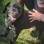Adoptable (Official) Georgia Dogs for March 17, 2022