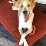 Adoptable (Official) Georgia Dogs for March 25, 2022