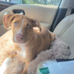 Adoptable (Official) Georgia Dogs for March 8, 2002