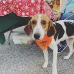 Adoptable (Official) Georgia Dogs for March 2, 2022