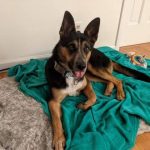 Adoptable (Official) Georgia Dogs for March 21, 2022