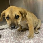 Adoptable (Official) Georgia Dogs for March 4, 2022