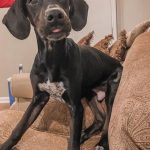 Adoptable (Official) Georgia Dogs for March 7, 2022