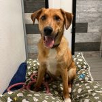 Adoptable (Official) Georgia Dogs for March 22, 2022