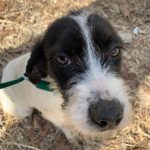 Adoptable (Official) Georgia Dogs for March 16, 2022