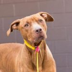 Adoptable (Official) Georgia Dogs for April 28, 2022