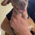Adoptable (Official) Georgia Dogs for April 26, 2022