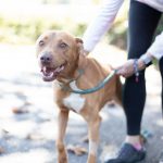 Adoptable (Official) Georgia Dogs for April 29, 2022
