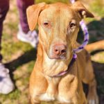 Adoptable (Official) Georgia Dogs for April 12, 2022