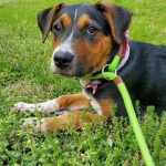 Adoptable (Official) Georgia Dogs for April 21, 2022