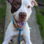 Adoptable (Official) Georgia Dogs for April 19, 2022