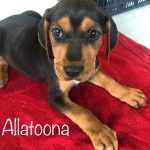 Adoptable (Official) Georgia Dogs for May 26, 2022