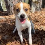 Adoptable (Official) Georgia Dogs for May 27, 2022
