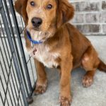 Adoptable (Official) Georgia Dogs for May 6, 2022