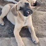 Adoptable (Official) Georgia Dogs for May 11, 2022