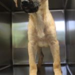 Adoptable (Official) Georgia Dogs for May 17, 2022