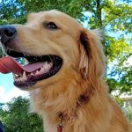 Adoptable (Official) Georgia Dogs for May 3, 2022