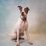 Adoptable (Official) Georgia Dogs for May 16, 2022