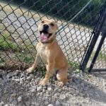 Adoptable (Official) Georgia Dogs for May 18, 2022