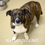 Adoptable (Official) Georgia Dogs for June 7, 2022