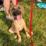 Adoptable (Official) Georgia Dogs for June 22, 2022