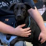Adopable (Official) Georgia Dogs for June 28, 2022