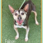 Adoptable (Official) Georgia Dogs for June 3, 2022