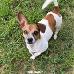 Adoptable (Official) Georgia Dogs for June 8, 2022