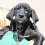 Adoptable (Official) Georgia Dogs for July 12, 2022