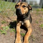 Adoptable (Official) Georgia Dogs for July 15, 2022