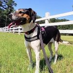 Adoptable (Official) Georgia Dogs for July 18, 2022