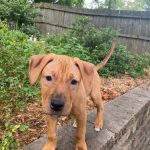 Adoptable (Official) Georgia Dogs for July 22, 2022