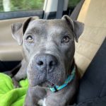 Adoptable (Official) Georgia Dogs for August 8, 2022