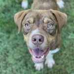 Adoptable (Official) Georgia Dogs for August 16, 2022