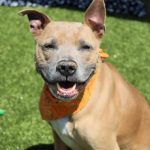 Adoptable (Official) Georgia Dogs for August 19, 2022