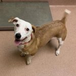 Adoptable (Official) Georgia Dogs for August 3, 2022