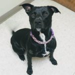 Adoptable (Official) Georgia Dogs for August 31, 2022