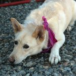 Adoptable (Official) Georgia Dogs for August 10, 2022