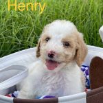 Adoptable (Official) Georgia Dogs for August 12, 2022