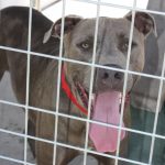 Adoptable (Official) Georgia Dogs for August 9, 2022
