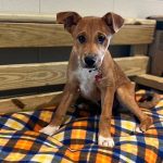 Adoptable (Official) Georgia Dogs for July 1, 2022